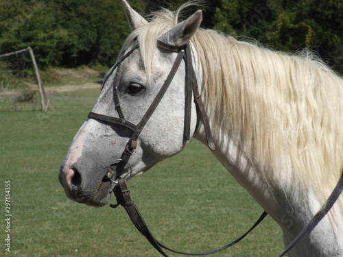 head saddled horse large