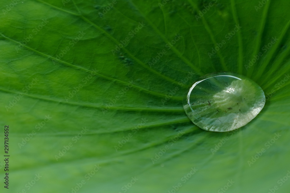 Water droplet with little dust on lotus leaf.