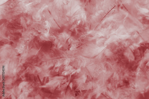 Beautiful abstract white and red feathers on darkness background and colorful soft light red and white feather texture pattern
