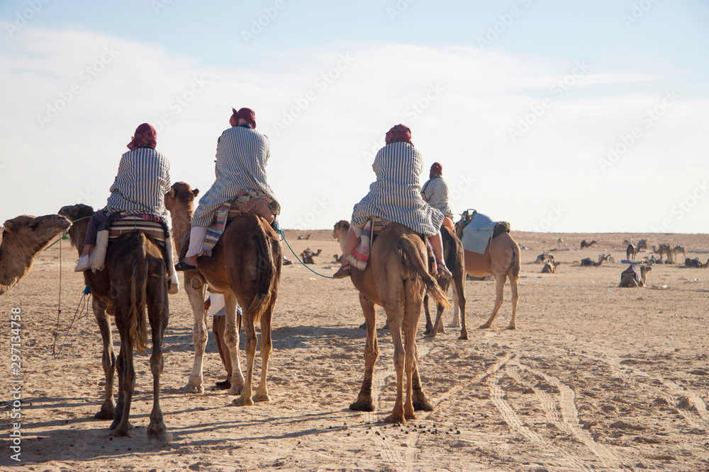 Group of bedouins over dromedary camel walking in the sands