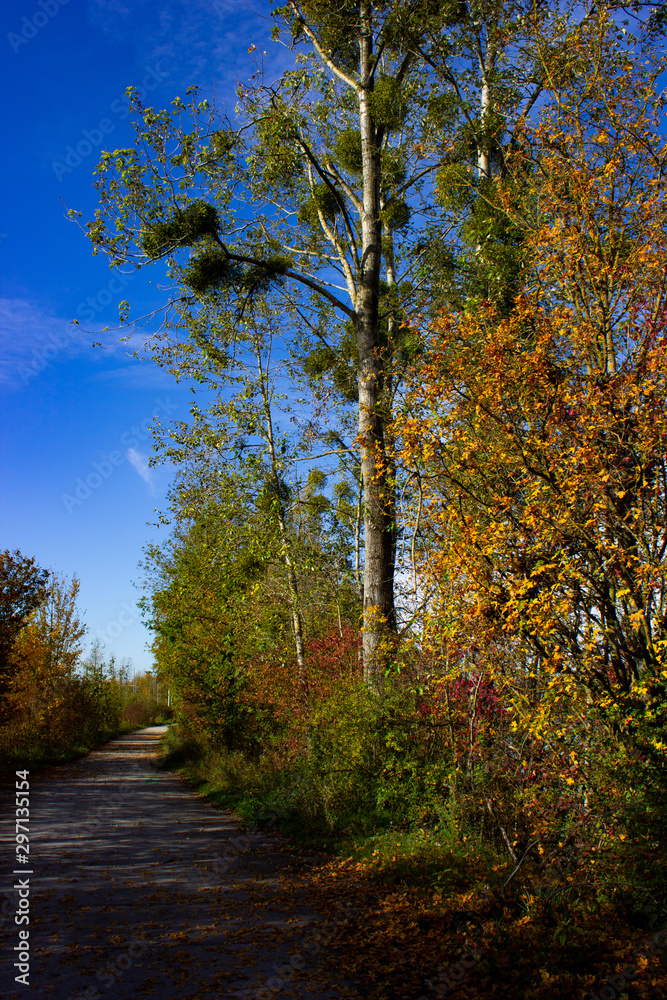 Obraz premium Mistelbaum Herbst