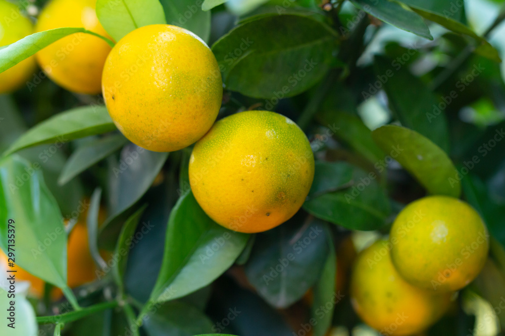 ripe calamondin on tree closeup