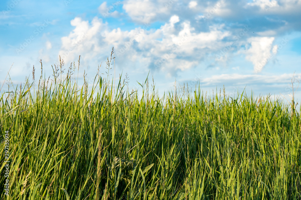 Natural wild green grass and blue sky with clouds Natural wild green grass and blue sky with clouds