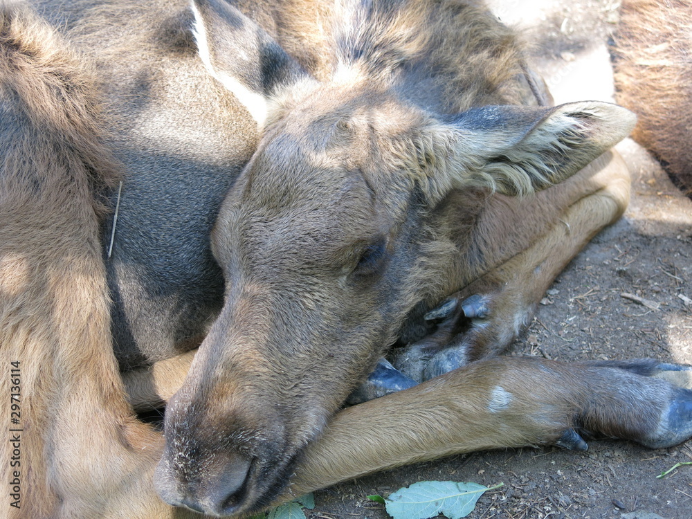 Fototapeta premium elk