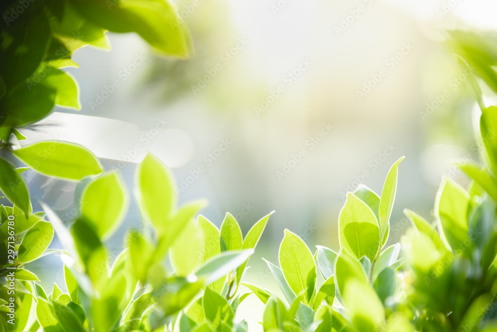 Close up of nature view young green leaf on blurred greenery background under sunlight with bokeh and copy space using as background natural plants landscape, ecology wallpaper concept. Close up of nature view young green leaf on blurred greenery background under sunlight with bokeh and copy space using as background natural plants landscape, ecology wallpaper concept.
