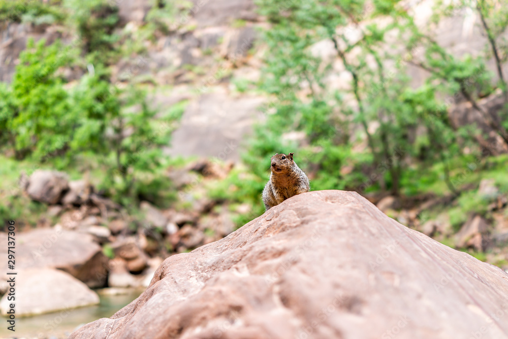 Zion National Park Riverside walk trail in Utah with rock squirrel on top of stone by Virgin river water begging for food Zion National Park Riverside walk trail in Utah with rock squirrel on top of stone by Virgin river water begging for food