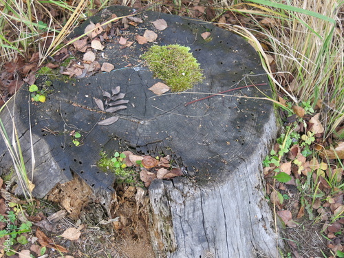grey rotten oak stump in autumn