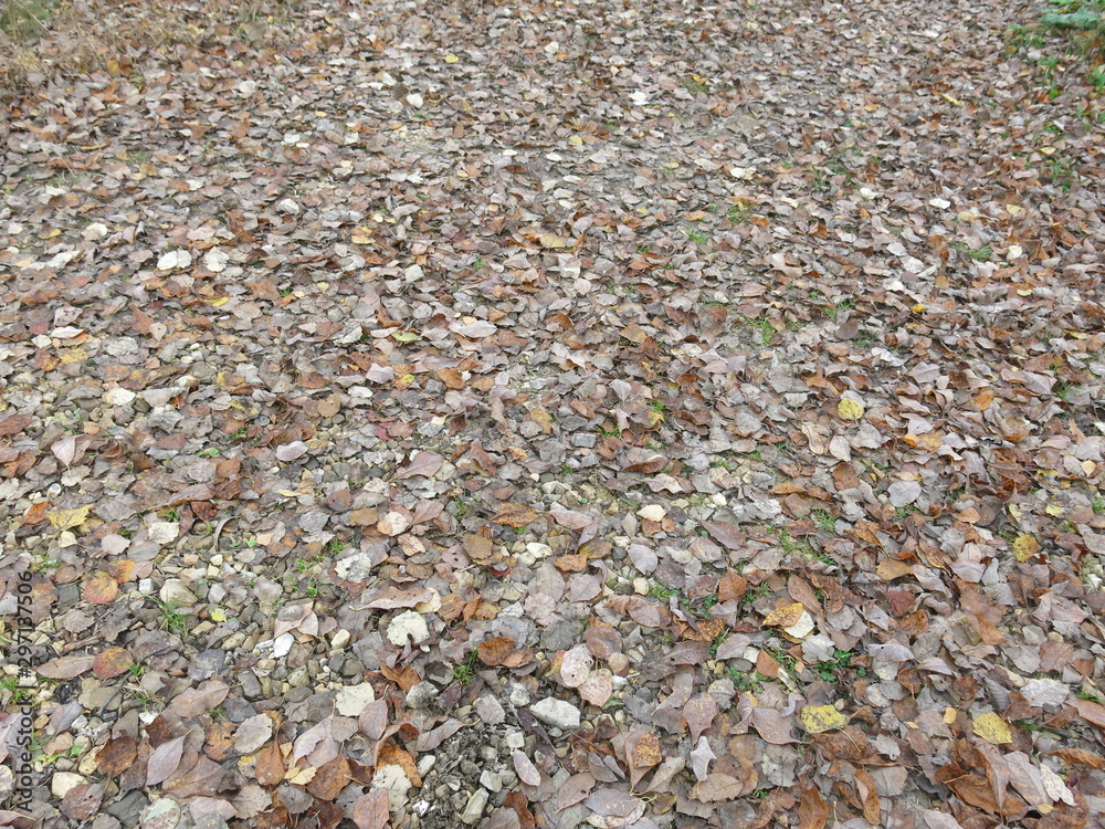 autumn leaves on the ground autumn leaves on the ground
