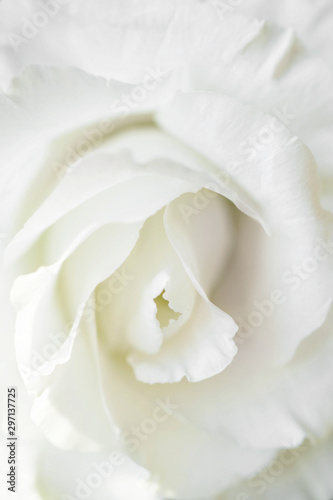 Fototapeta Naklejka Na Ścianę i Meble -  White rose flower on white background. Close-up.