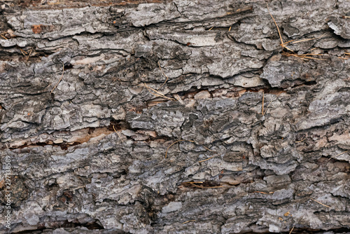 Tree bark texture close up background.