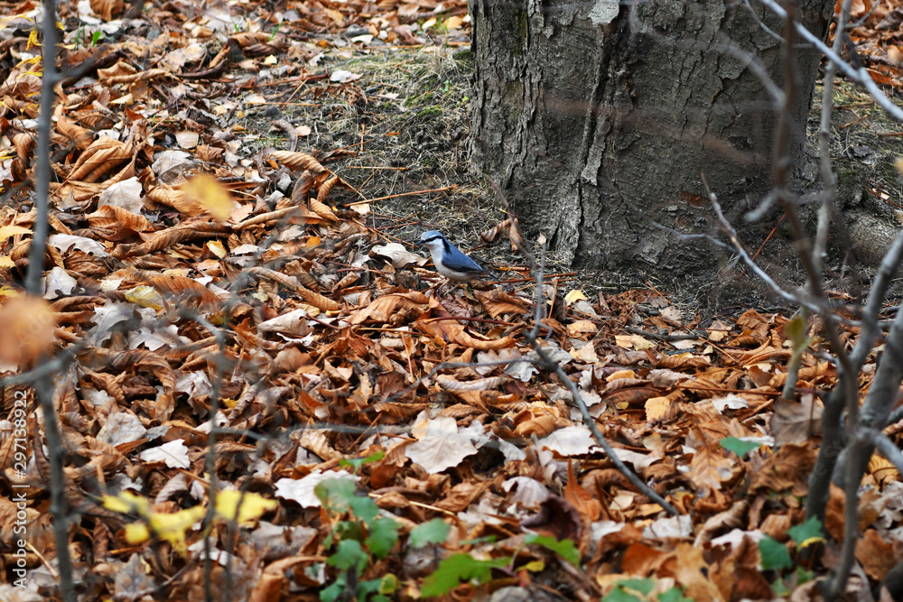 forest birds on a background of autumn foliage forest birds on a background of autumn foliage