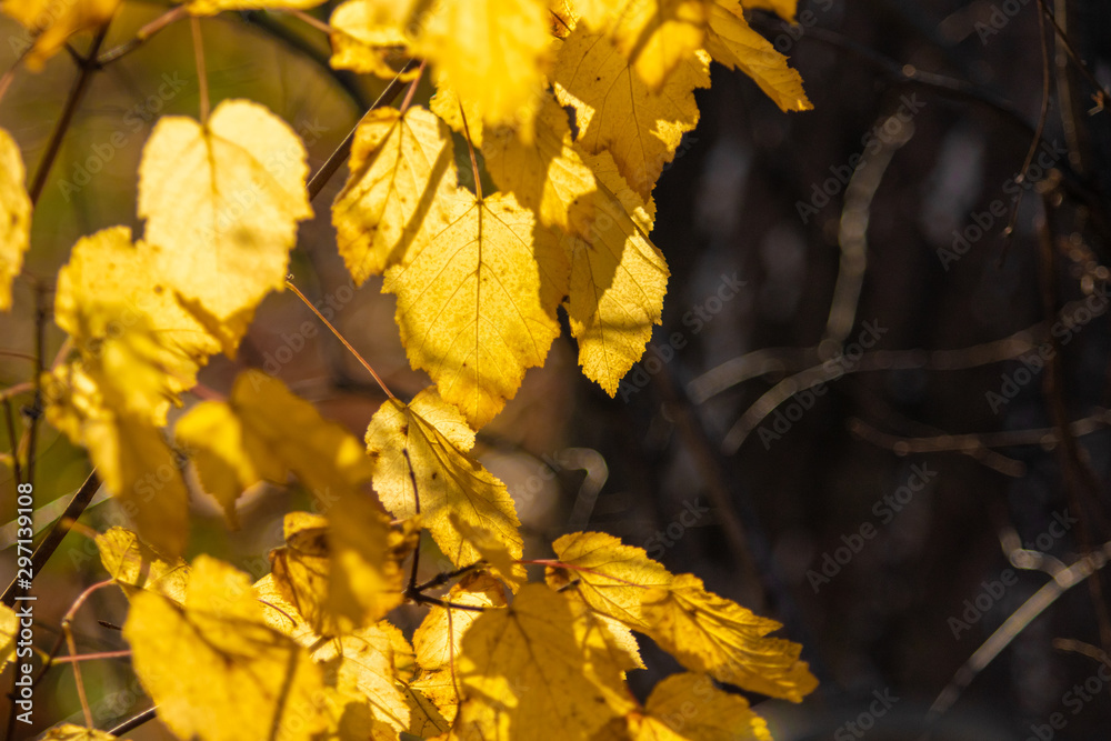 Autumn background, yellow leaves, on a blurred background. Autumn background, yellow leaves, on a blurred background.