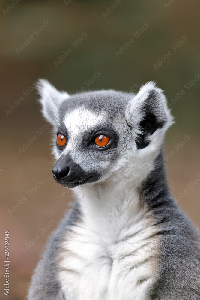 Portrait of a ring-tailed lemur (Lemur catta)