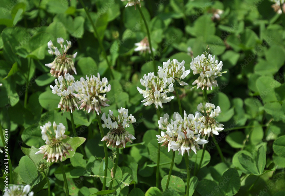 White clover blooms White clover blooms
