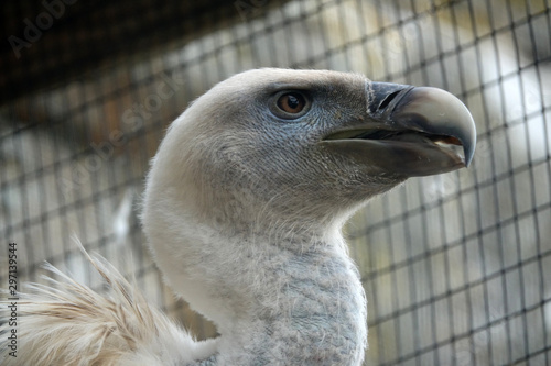 tête d'un Vautour de Ruppell photo