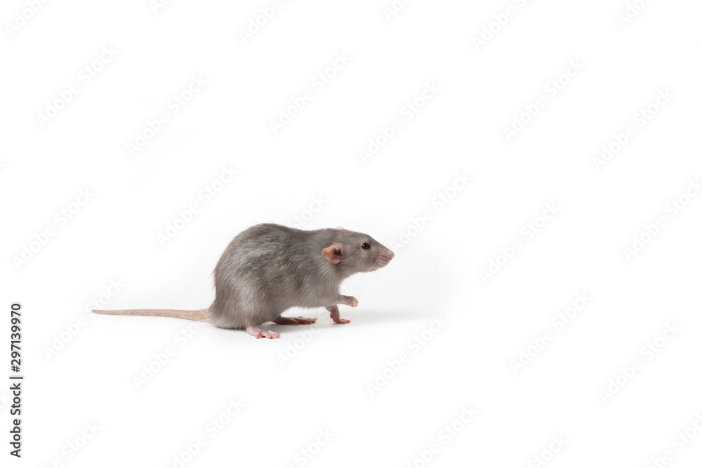 Cute rat dumbo on a white isolated background. Home pet. Cute rat dumbo on a white isolated background. Home pet.
