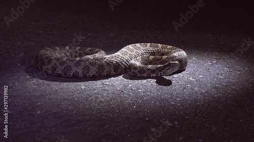 Massassauga Rattlesnake on Ontario road photo