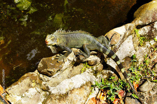 Green Iguana of Guadeloupe. French West Indies.