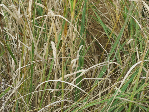 dry autumn grass