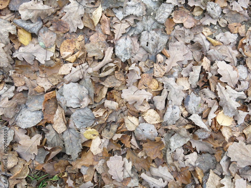 dry autumn leaves on the ground dry autumn leaves on the ground