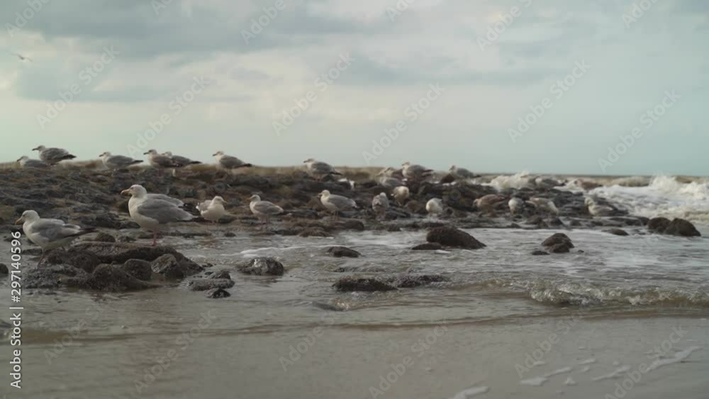 Seagulls with stones in the water with some clouds on the sky at daytime in summer Seagulls with stones in the water with some clouds on the sky at daytime in summer