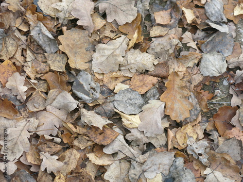 dry autumn leaves on the ground