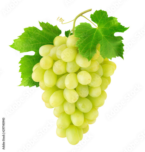 Isolated grapes. Bunch of Thompson table white grapes hanging on a vine isolated on white background with clipping path