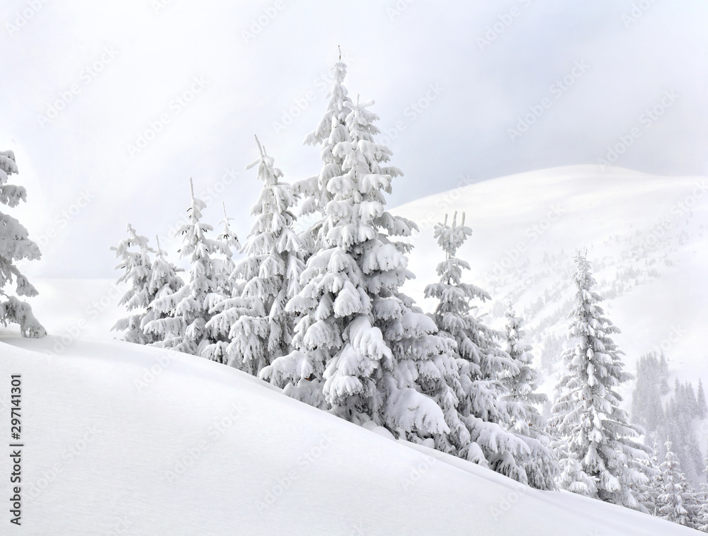 Fototapeta premium Winter landscape of mountains with of fir forest in snow. Carpathian mountains