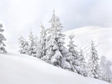 Winter landscape of mountains with of fir forest in snow. Carpathian mountains