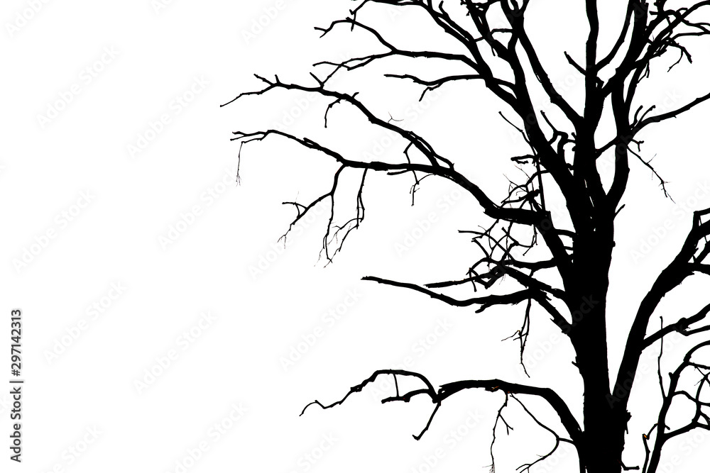 Dead branches , Silhouette dead tree or dry tree on white background with clipping path.