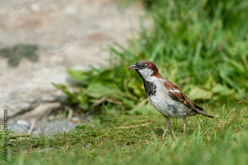 A male house sparrow looking for food, green meadow in summer