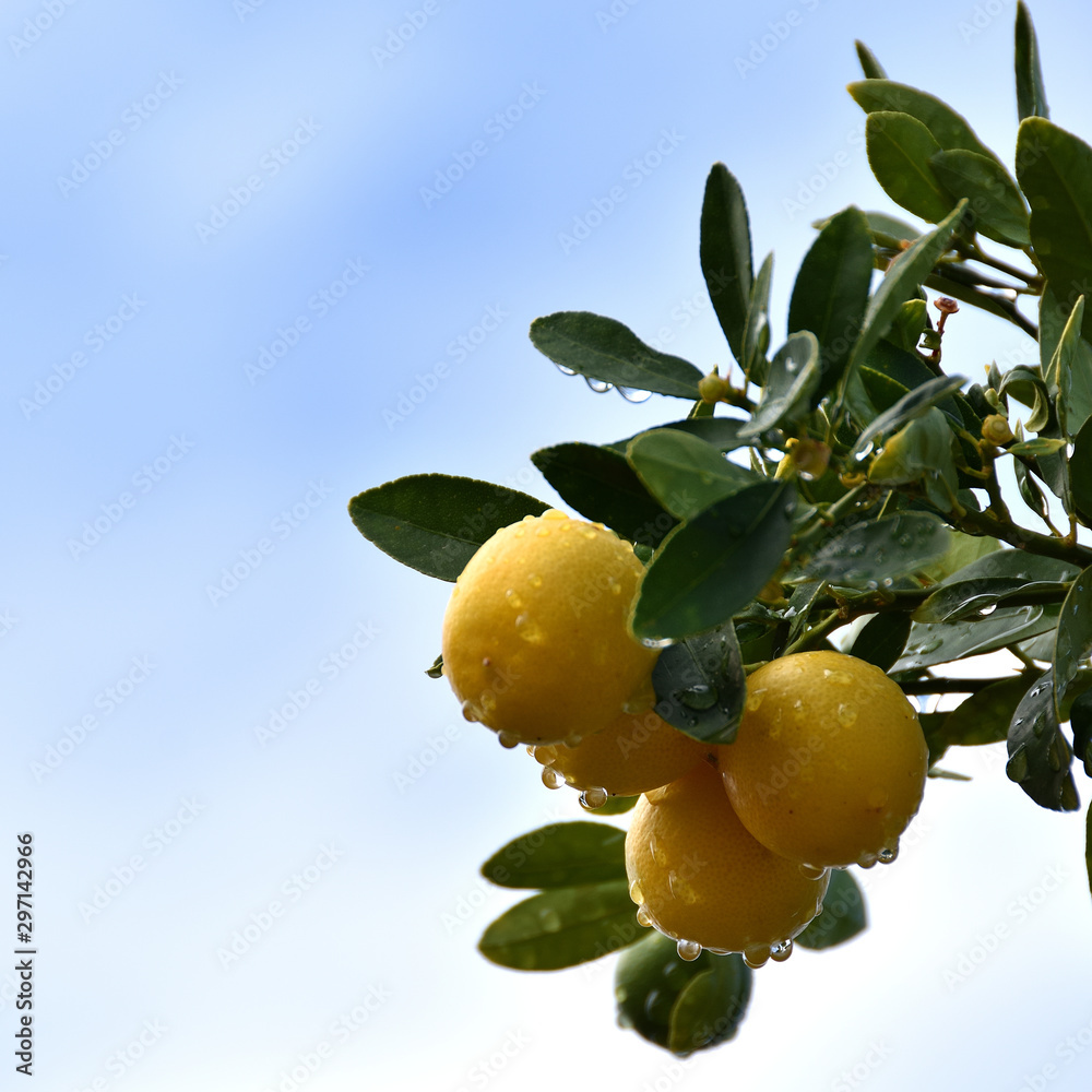 small yellow lemons with raindrops with blue sky in the background