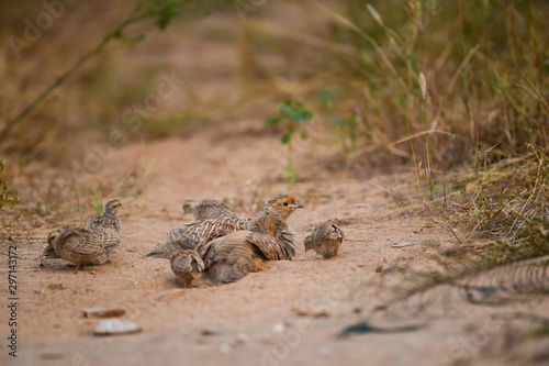 Fotografie, Obraz grey francolin or grey partridge or Francolinus pondicerianus family with chicks