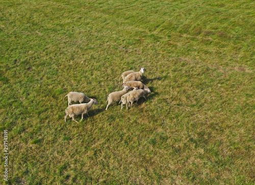 Aerial drone perspective view on sheep herd grazing in the meadow.