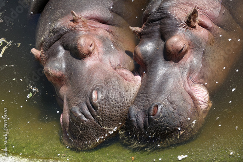 Couple d'hippopotame