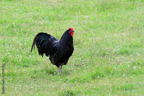 Australorp Hühner auf einem Bauernhof