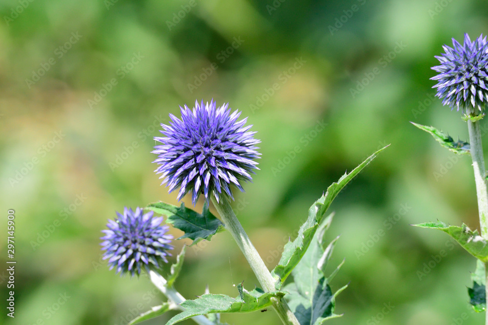 Blüten der Kugeldistel Veitchs Blue Blüten der Kugeldistel Veitchs Blue