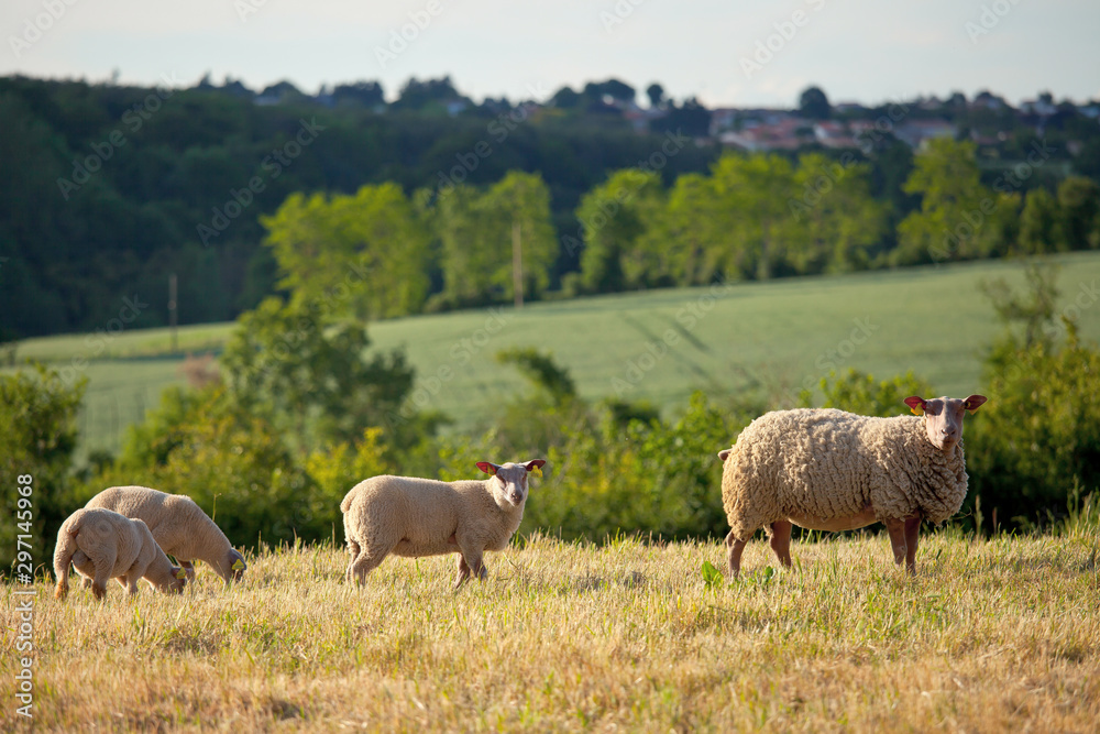 Troupeau de mouton et campagne en France Troupeau de mouton et campagne en France