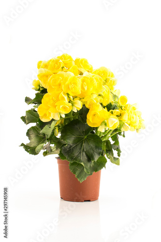 Yellow Begonia Potted Isolated on White