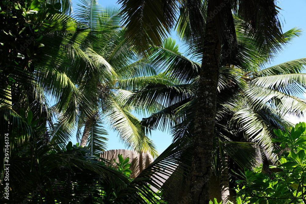Fototapeta premium Palm trees at a Seychelles beach