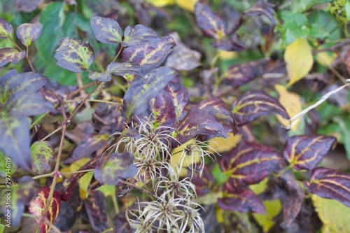 Autumn flowers in Austria