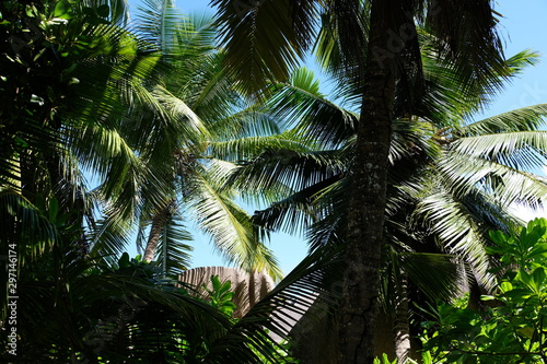 Palm trees at a Seychelles beach © Sandra