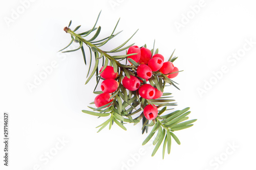 The common yew (Taxus baccata) twig with red arils on a white background