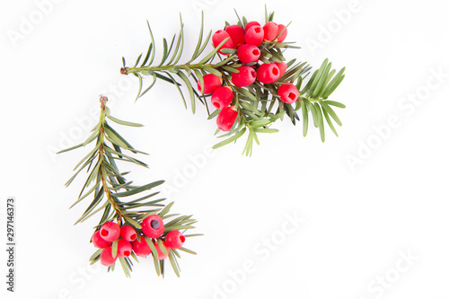 Valokuva The common yew (Taxus baccata) twig with red arils on a white background