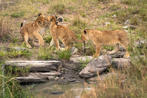 Three lion cubs playing as they cross some rocks over a stream.  The first cub swats the face of the second cub with its paw, while the third cub holds the second cub's tail in its mouth.   photo
