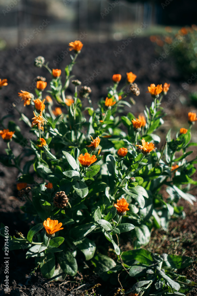 Blooming bush of orange marigold flower in the garden, well known for its medical and herbal use.