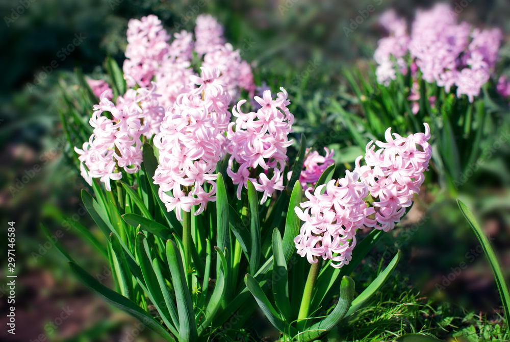 Obraz premium Beautiful hyacinths with gentle pink flowers growing in the garden