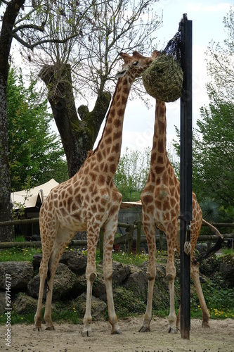 girafes dans leur enclos au moment du repas