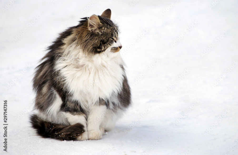 Fluffy street cat on the snow at sunny winter day