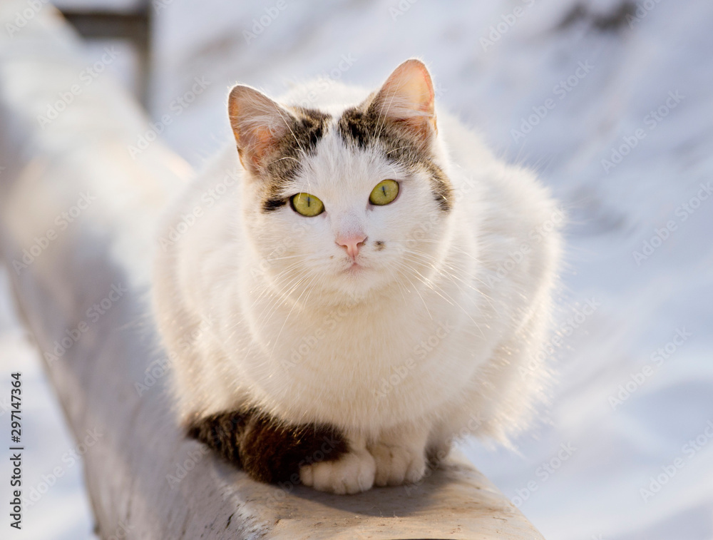 Cat sitting on insulated pipe at winter